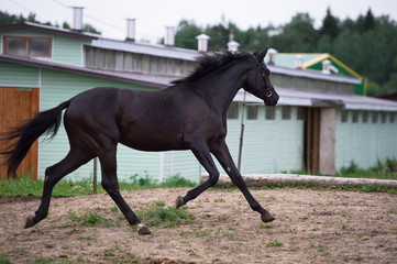 running speedily black colt against stable.  sportive russian breed. cloudy evening