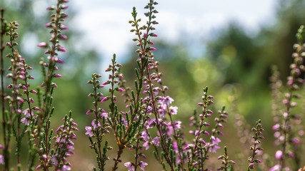 Heidschnuckenweg Lüneburger Heide 