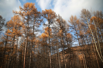 Forest in autumn. Tall trees in the autumn forest. 
Coniferous forest in autumn. Autumn forest landscape.