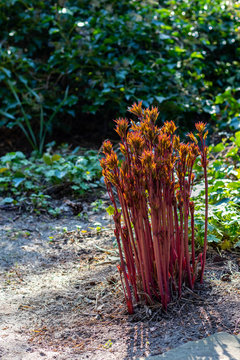 Paeonia-Lactiflora-Hybriden