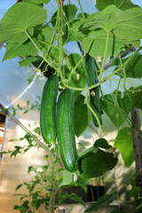 Schlangengurken im Gewächshaus