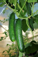 Schlangengurken im Gew&auml;chshaus