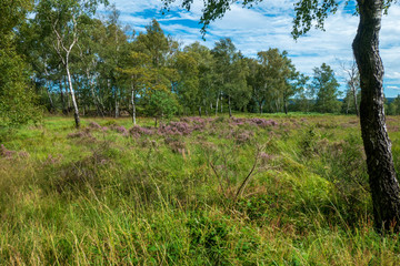 Heide und Moor Landschaft Struffelt zwischen Roetgen und Rott