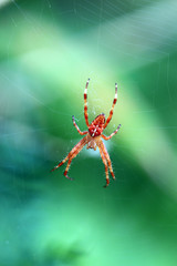 Kreuzspinne