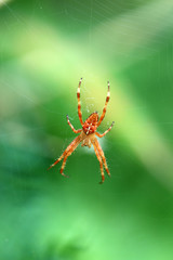 Kreuzspinne