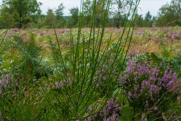 Heide und Moor Landschaft Struffelt zwischen Roetgen und Rott