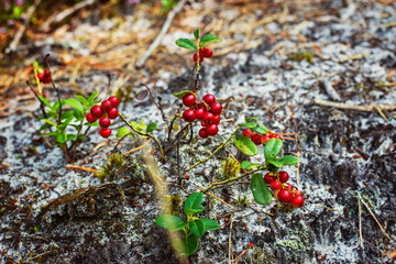 Natural forest berry cranberries in nature