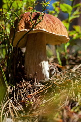 Middle-aged porcini mushroom close-up