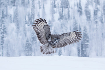 Large and beautiful owl, bird of prey, Great Grey Owl, Strix nebulosa landing with wings spread to catch its prey in Finnish taiga forest