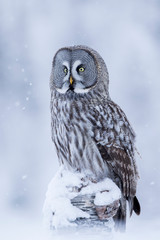 Gorgeous Great Grey Owl, Strix nebulosa, sitting on a tree trunk during snowfall on a winter day