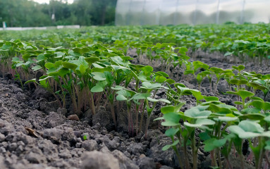 Mustard seedlings in the field close-up. Young seedlings of crops.