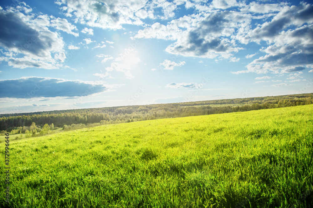 Canvas Prints field of spring grass and perfect sky