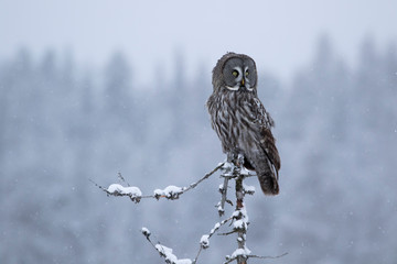 Magnificent and beautiful bird of prey, Great Grey Owl, Strix nebulosa, sitting on the top of a tree and looking over its premises in Finnish taiga forest. Northern Europe