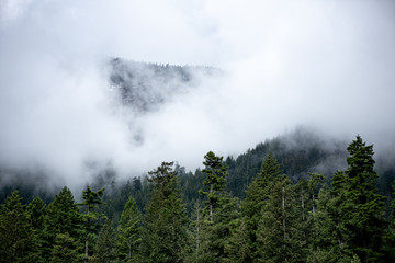Cloudy Mountian Trees