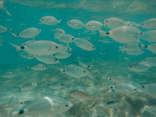 Fish under water in the ocean.