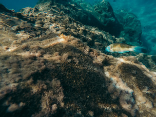 Goldfish on a coral reef.