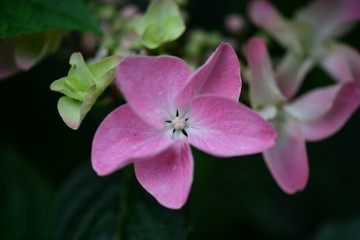 pink and white flower