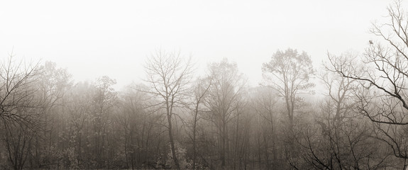 Obraz na płótnie Canvas rees in fog