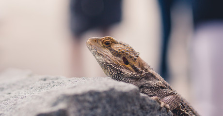 bearded dragon lizard on a rock 