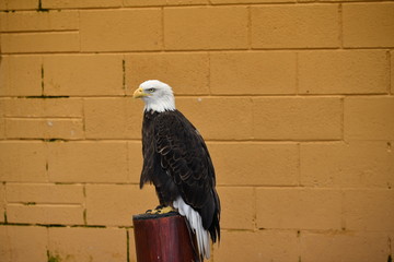 american bald eagle