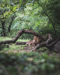 Lion in the wild. 