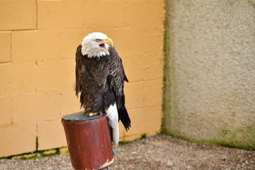 eagle in the zoo