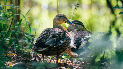 A group of wild ducks hide under a tree on the side of the water from the hot sun. It was a beautiful sunny summer morning, Dutch wildlife, animals from the city park,