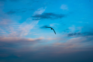 a beard flying in a beautifully painted sky