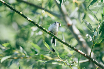 Sweet little bird sits on a twig in the bushes