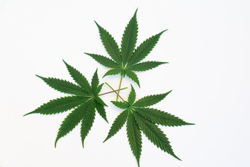 cannabis leaf background weed medicine alternative