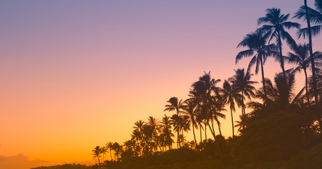 Tropical sunset and palmtrees. 