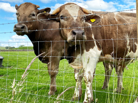 Two cows, looking over the fence, in a green pasture near, Hetton, Skipton, UK