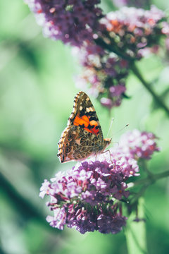 Side view of a beautiful Red admiral butterfly with closed wings on a purple butterfly bush, blurred background, insect photo, macro photography, close-up