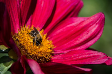 Trzmiel na czerwonym kwiatku - meksykańskim astrze