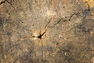 Surface of an old tree stump with circles and cracks