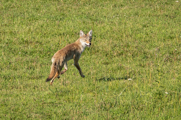 Fototapeta premium female coyote looking over shoulder while running