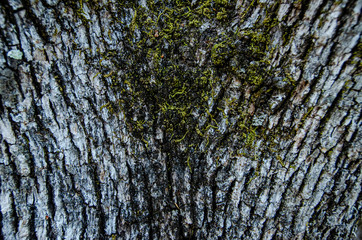 oak bark with moss