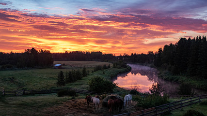 sunrise over river horses pasture