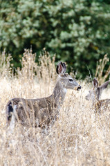 deer walking in the grass