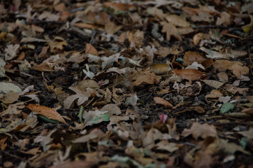 autumn leaves