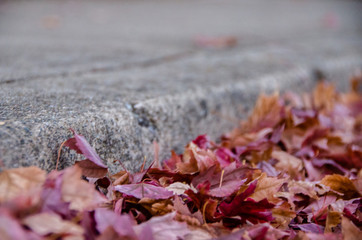 autumn leaves on the curb