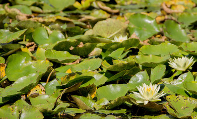 Liście i kwiaty lilii wodnych na stawie w parku