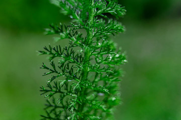 close up of a green plant