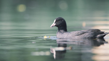 Close-up of a mother coot swimming in the water,
It is a beautiful sunny summer morning, Dutch wildlife, animals from the city park, nice soft background