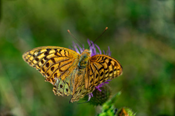 butterfly on a flower