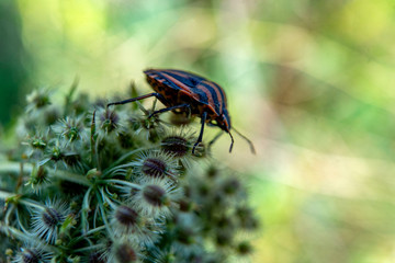beatle on a leaf