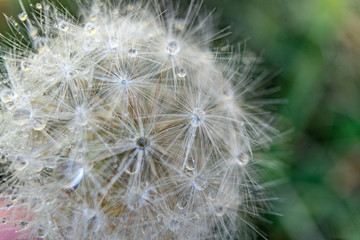 dandelion seeds on a green background with water drops in a macro