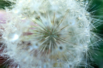 dandelion with water drops in a macro