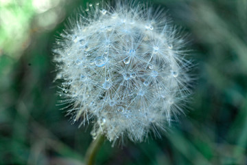 Obraz premium dandelion on green background in a macro 