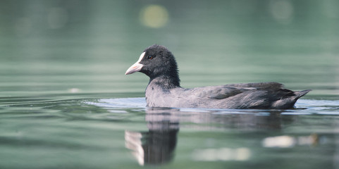 Close-up of a mother coot swimming in the water,
It is a beautiful sunny summer morning, Dutch wildlife, animals from the city park, nice soft background